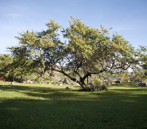 Glamping La Cepa 12 Glamping La Cepa 12
