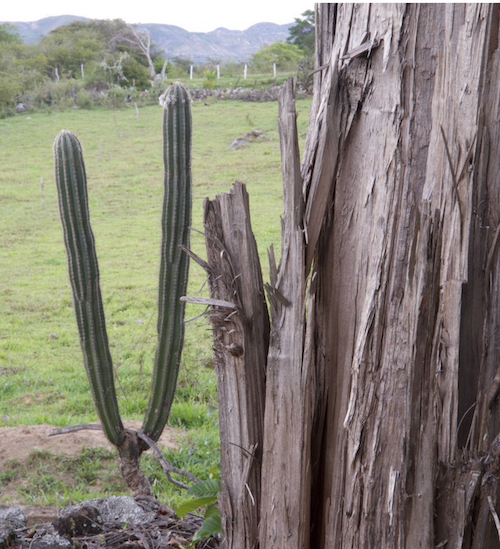 Glamping La Cepa 13 Glamping La Cepa 13