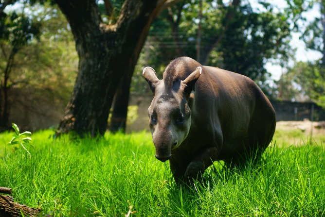 Full day Zoológico Leslie Pantin